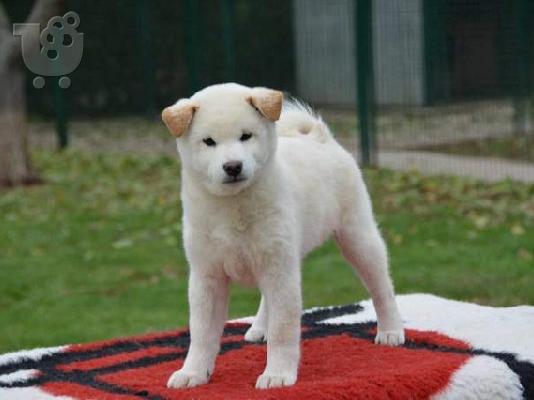 PoulaTo: Κουτάβια Shiba Inu